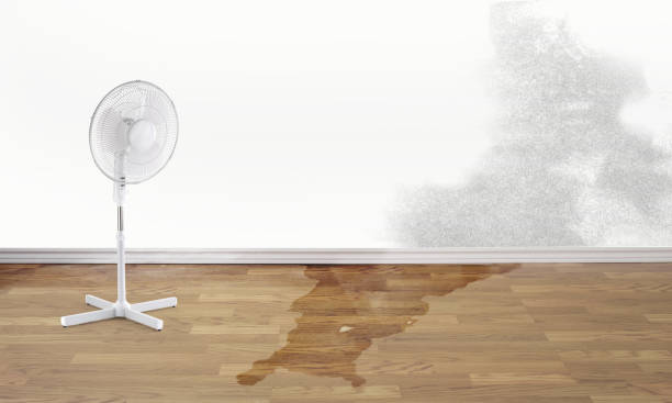 Best Water damage contractors near me  in East Dundee, IL